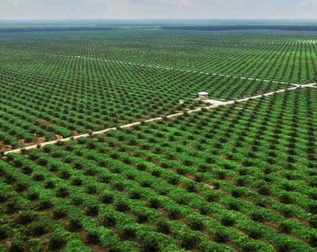 PRODUKTIVITAS KELAPA SAWIT RENDAH